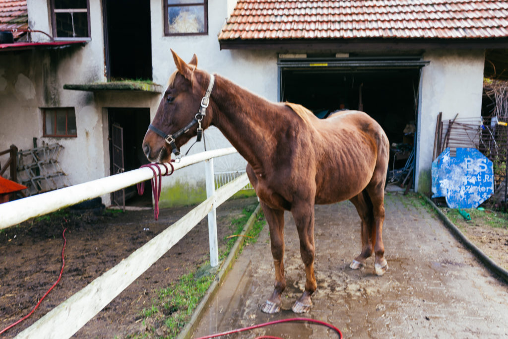 Hubertus2019 MPolinski all 4